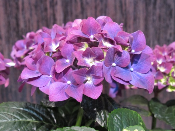 Hydrangea macrophylla Purple Romance-1
