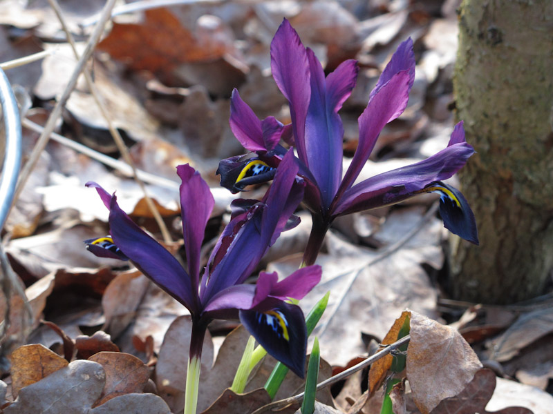 Iris reticulata -5
