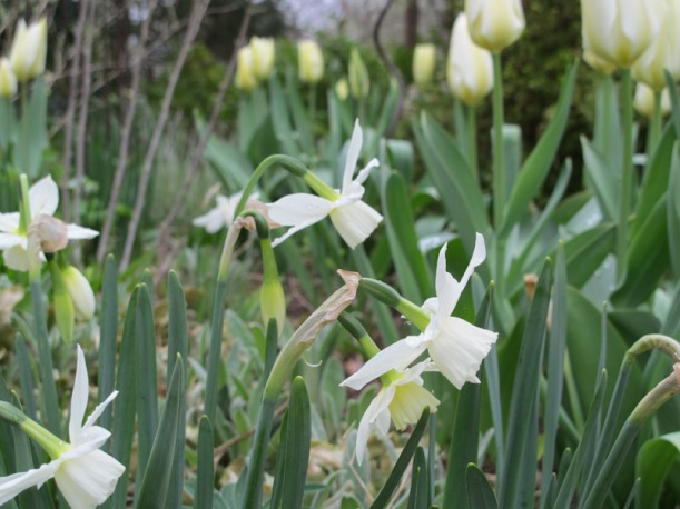 Narcissus Thalia-26