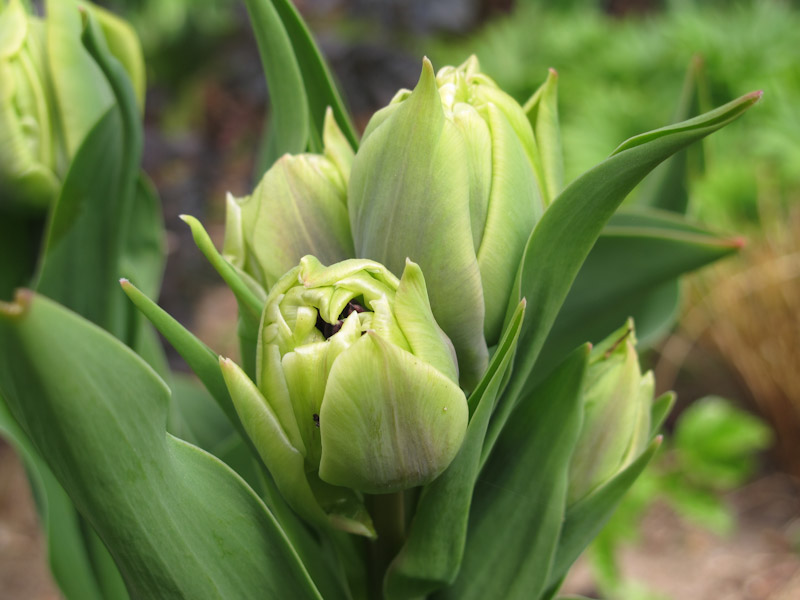 Tulipa Belica-8