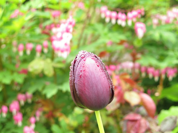 Tulipa Negrita-7