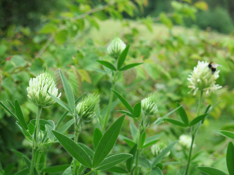 Trifolium pannonicum-17