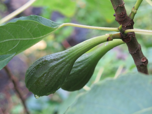 Ficus carica-16