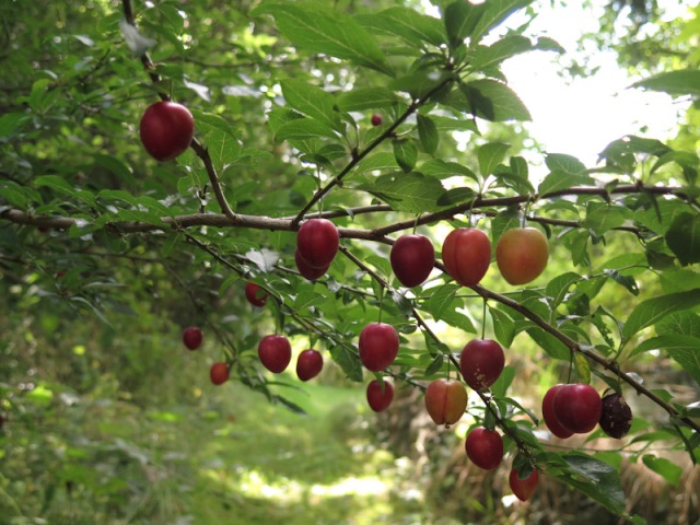 Prunus cerasifera-1