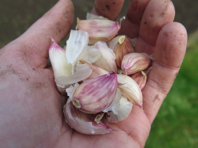 Allium sativum-16