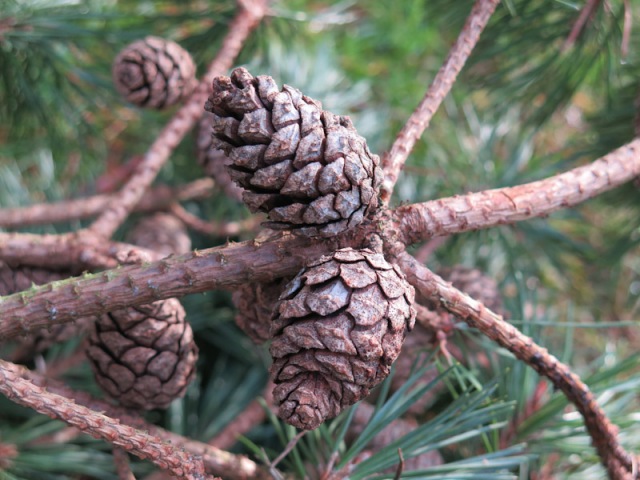 Pinus-18