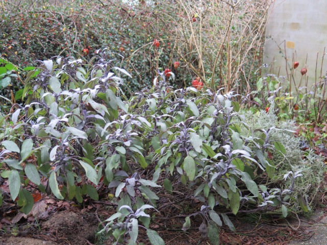 Salvia officinalis Purpurascens-10
