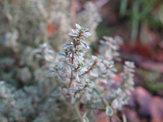 Thymus vulgaris Silver Queen-5